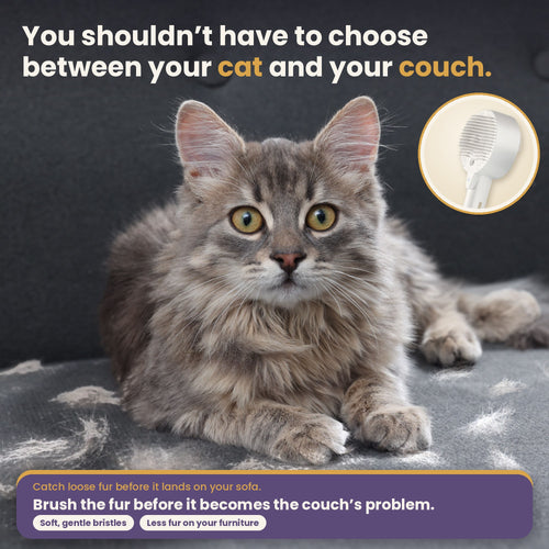 Grey cat lying on a couch with loose fur, with the HelloBrelio brush as the solution